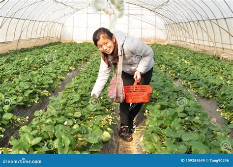 上海摘草莓去哪裏：多視角下的草莓採摘之旅