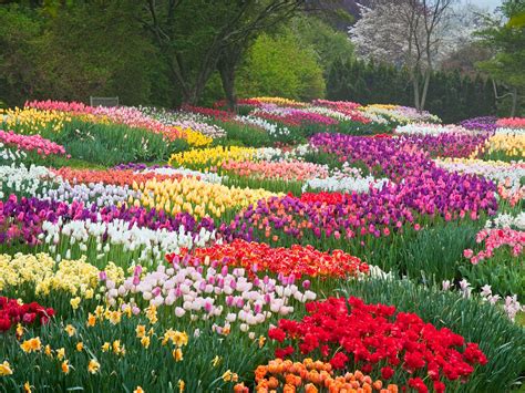 玉合公園裡的花開得特別美麗